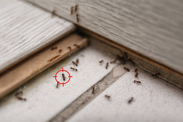 Best Termite Control Services  in Garrison, TX